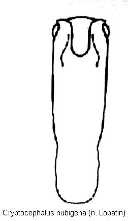 cryptocephalus_nubigena_aed.jpg