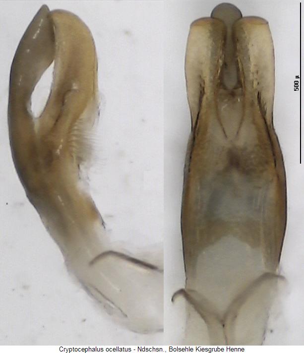 cryptocephalus_ocellatus.jpg