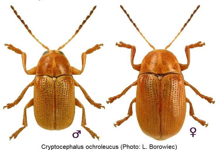 cryptocephalus_ochroleucus_hab.jpg