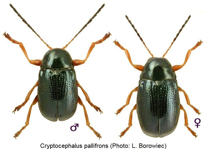 cryptocephalus_pallifrons_hab.jpg
