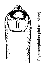 cryptocephalus_pini.gif