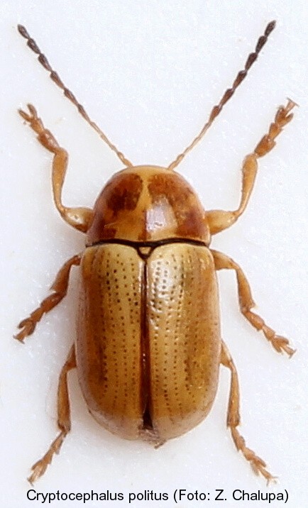 cryptocephalus_politus.jpg