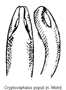 cryptocephalus_populi.gif