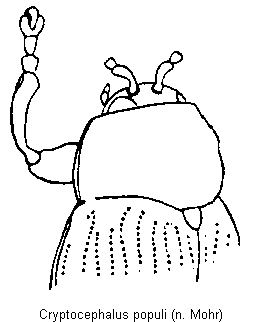 cryptocephalus_populi_vk.gif