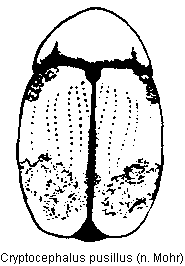 cryptocephalus_pusillus_hab.gif