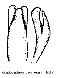 cryptocephalus_pygmaeus.gif