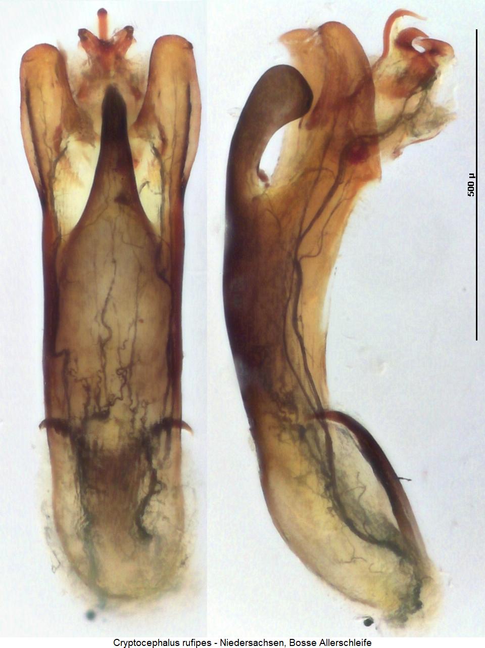 cryptocephalus_rufipes.jpg
