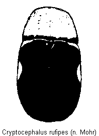 cryptocephalus_rufipes_hab.gif
