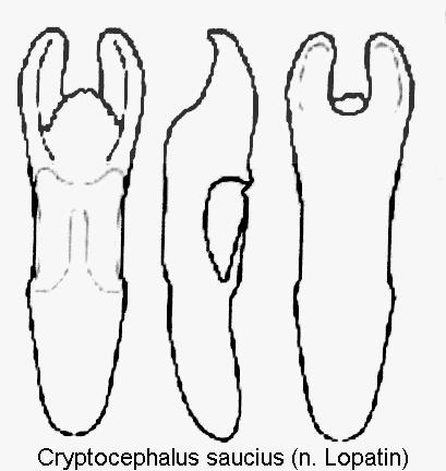 cryptocephalus_saucis_aed.jpg