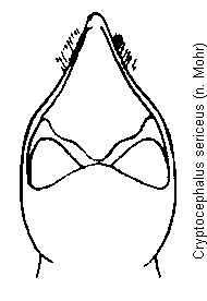 cryptocephalus_sericeus.gif