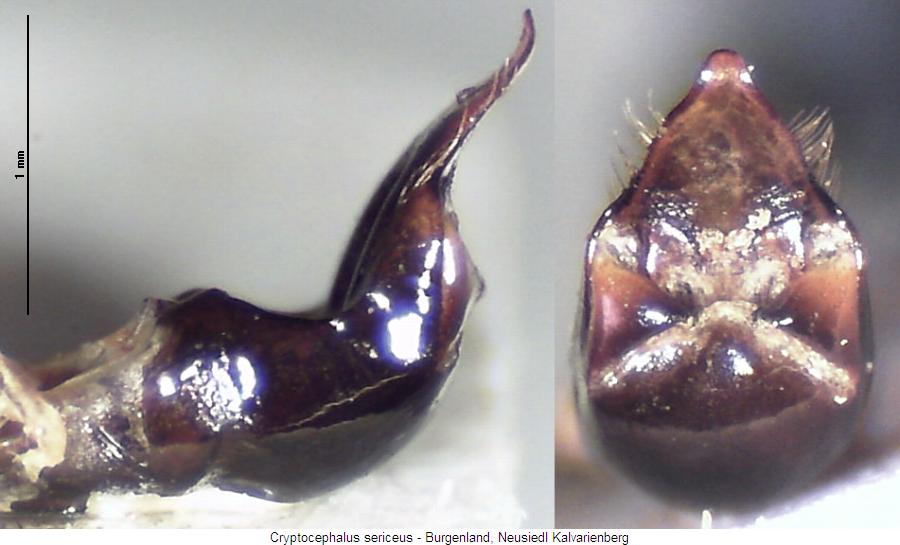 cryptocephalus_sericeus.jpg