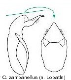 cryptocephalus_sericeus_zambanellus_aed.jpg