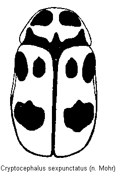 cryptocephalus_sexpunctatus_hab.gif