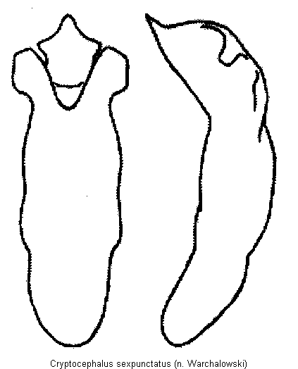 cryptocephalus_sexpunctatus_wa.gif