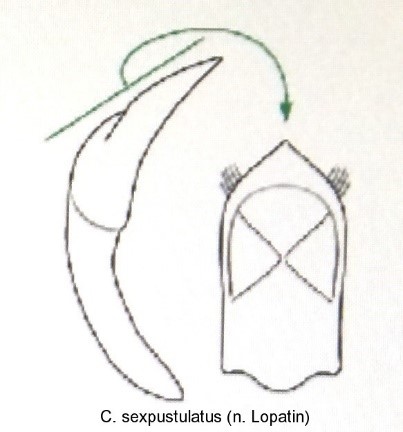 cryptocephalus_sexpustulatus_aed.jpg