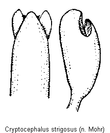 cryptocephalus_strigosus.gif