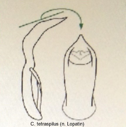 cryptocephalus_tetraspilus_aed.jpg
