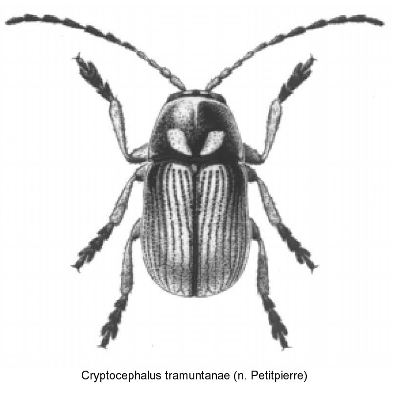 cryptocephalus_tramuntanae_hab.jpg