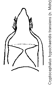cryptocephalus_transiens.gif