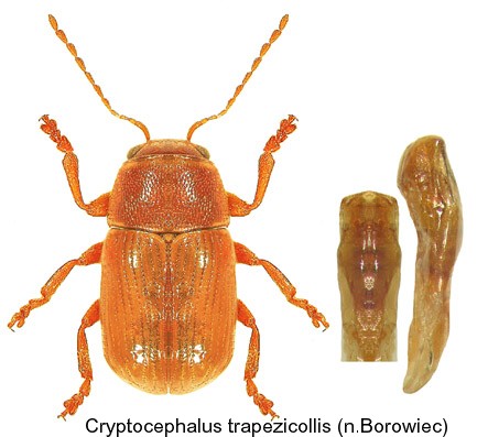 cryptocephalus_trapezicollis.jpg