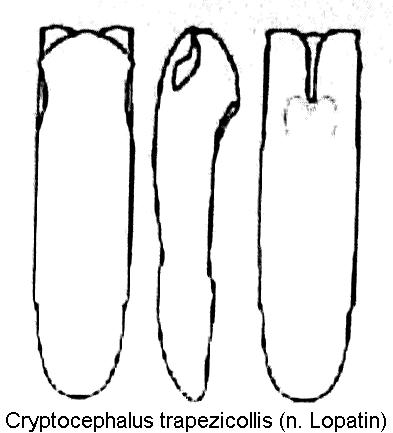 cryptocephalus_trapezicollis_aed.jpg