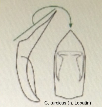 cryptocephalus_turcicus_aed.jpg