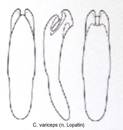 cryptocephalus_variceps_aed.jpg