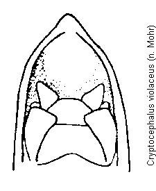 cryptocephalus_violaceus.gif