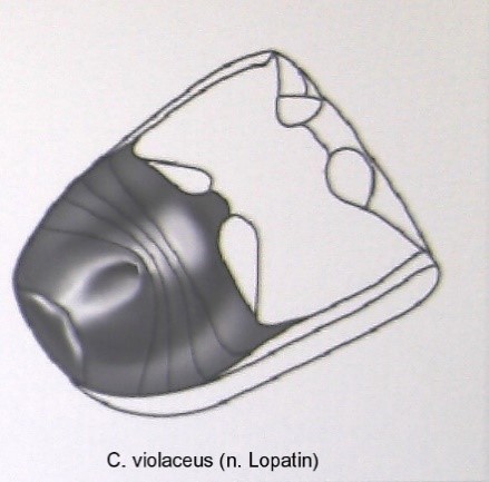 cryptocephalus_violaceus_abd.jpg