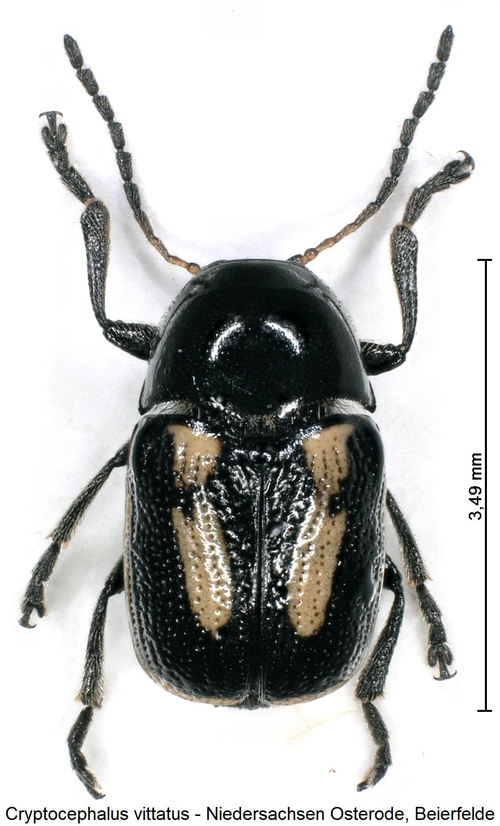 cryptocephalus_vittatus_hab1.jpg