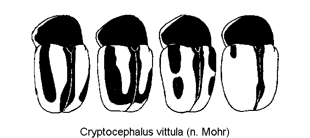 cryptocephalus_vittula_vgl.gif