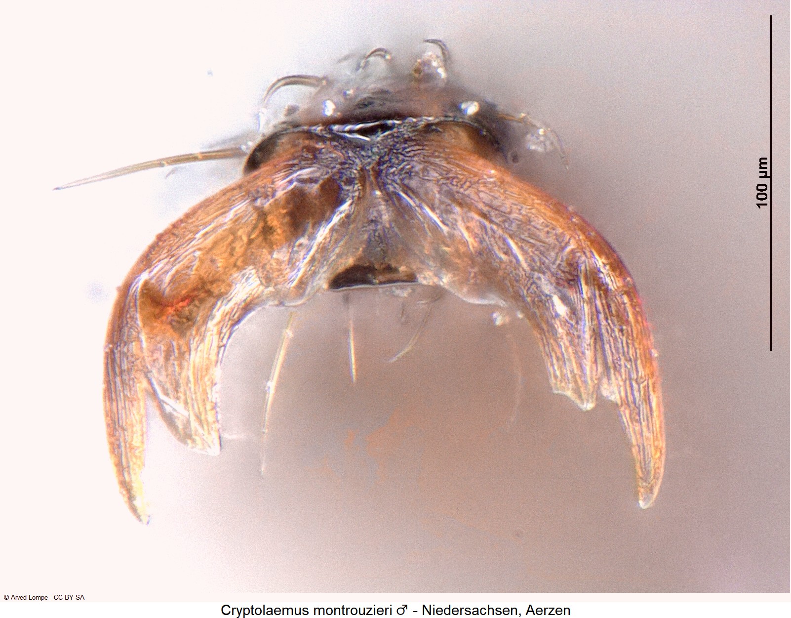 cryptolaemus_montrouzieri_m_ck35440007_klauen.jpg