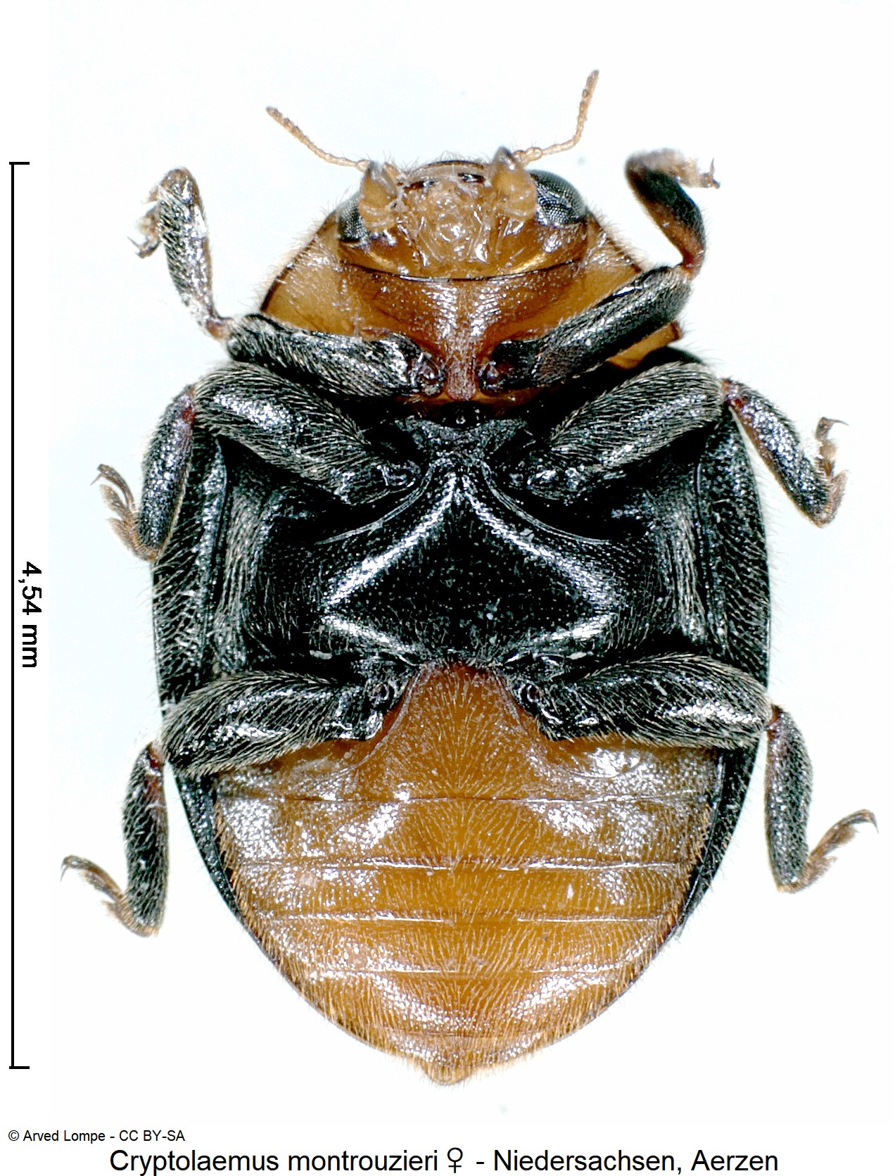 cryptolaemus_montrouzieri_w_ck35440007_us.jpg