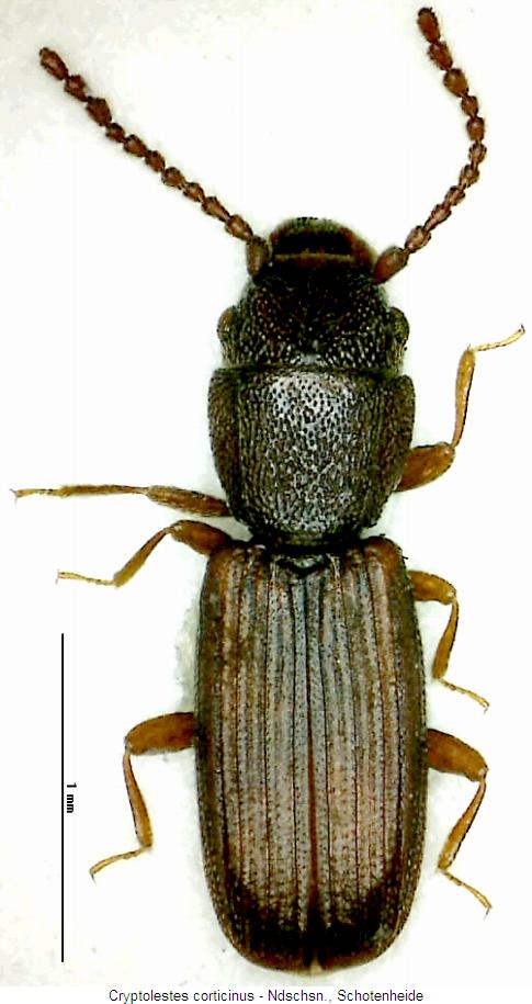cryptolestes_corticinus_hab.jpg