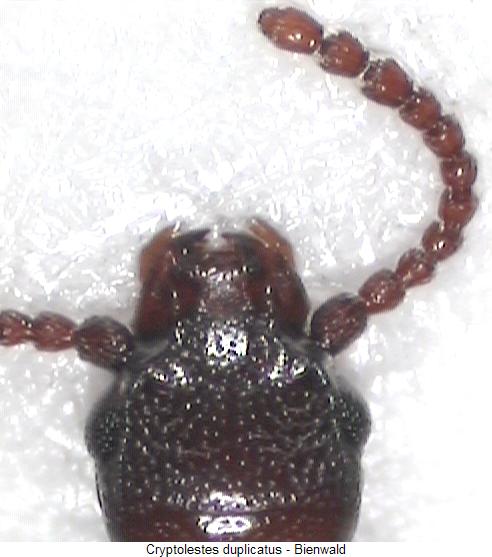 cryptolestes_duplicatus_k.jpg