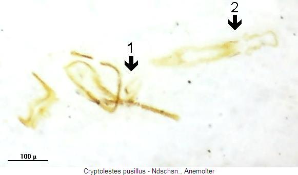 cryptolestes_pusillus.jpg