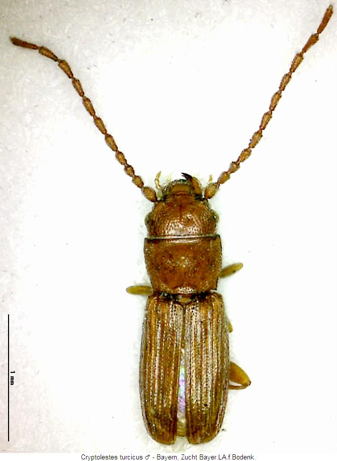 cryptolestes_turcicus_mhab.jpg