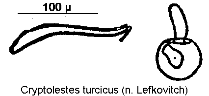 cryptolestes_turcicus_sperm.gif