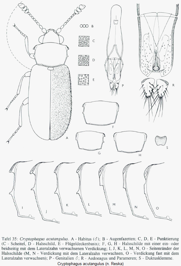 cryptophagus_acutangulus_hab.gif