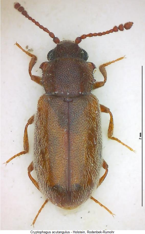 cryptophagus_acutangulus_hab.jpg