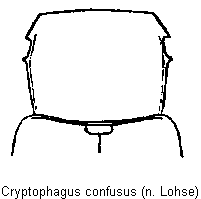 cryptophagus_confusus_vk.gif