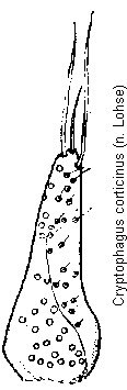 cryptophagus_corticinus_pm.gif