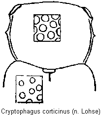cryptophagus_corticinus_vk.gif