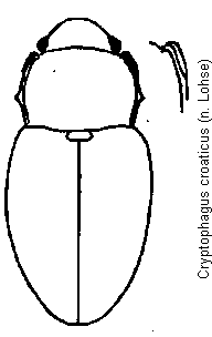 cryptophagus_croaticus_hab.gif