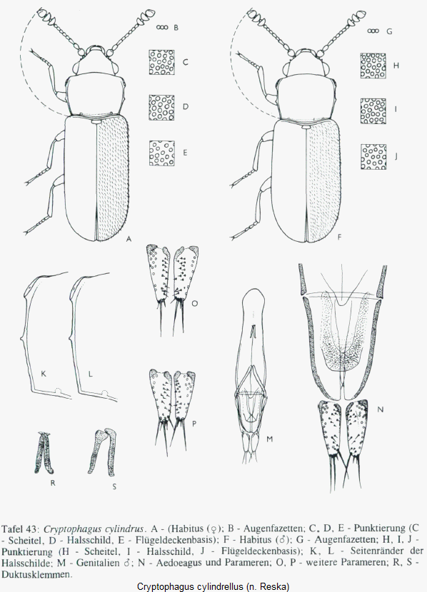 cryptophagus_cylindrellus_hab.gif