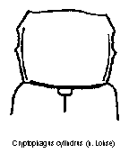 cryptophagus_cylindrus_vk.gif