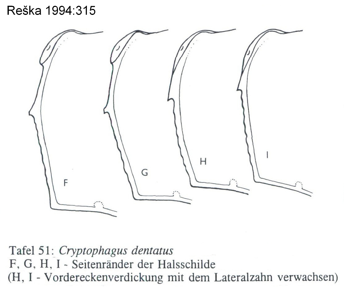 cryptophagus_dentatus_hsch.jpg