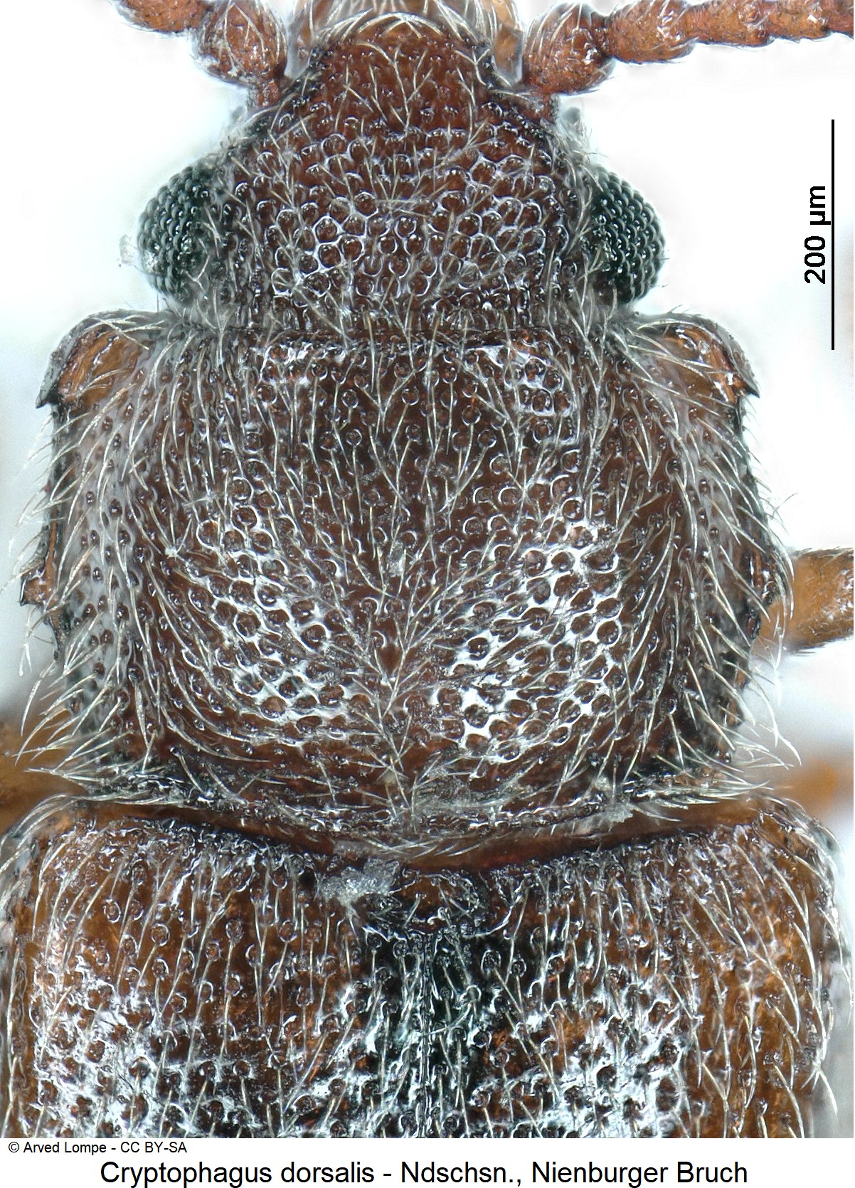 cryptophagus_dorsalis_ck35584812_vk.jpg