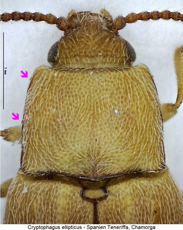 cryptophagus_ellipticus_hsch.jpg
