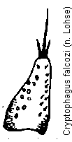cryptophagus_falcozi_pm.gif
